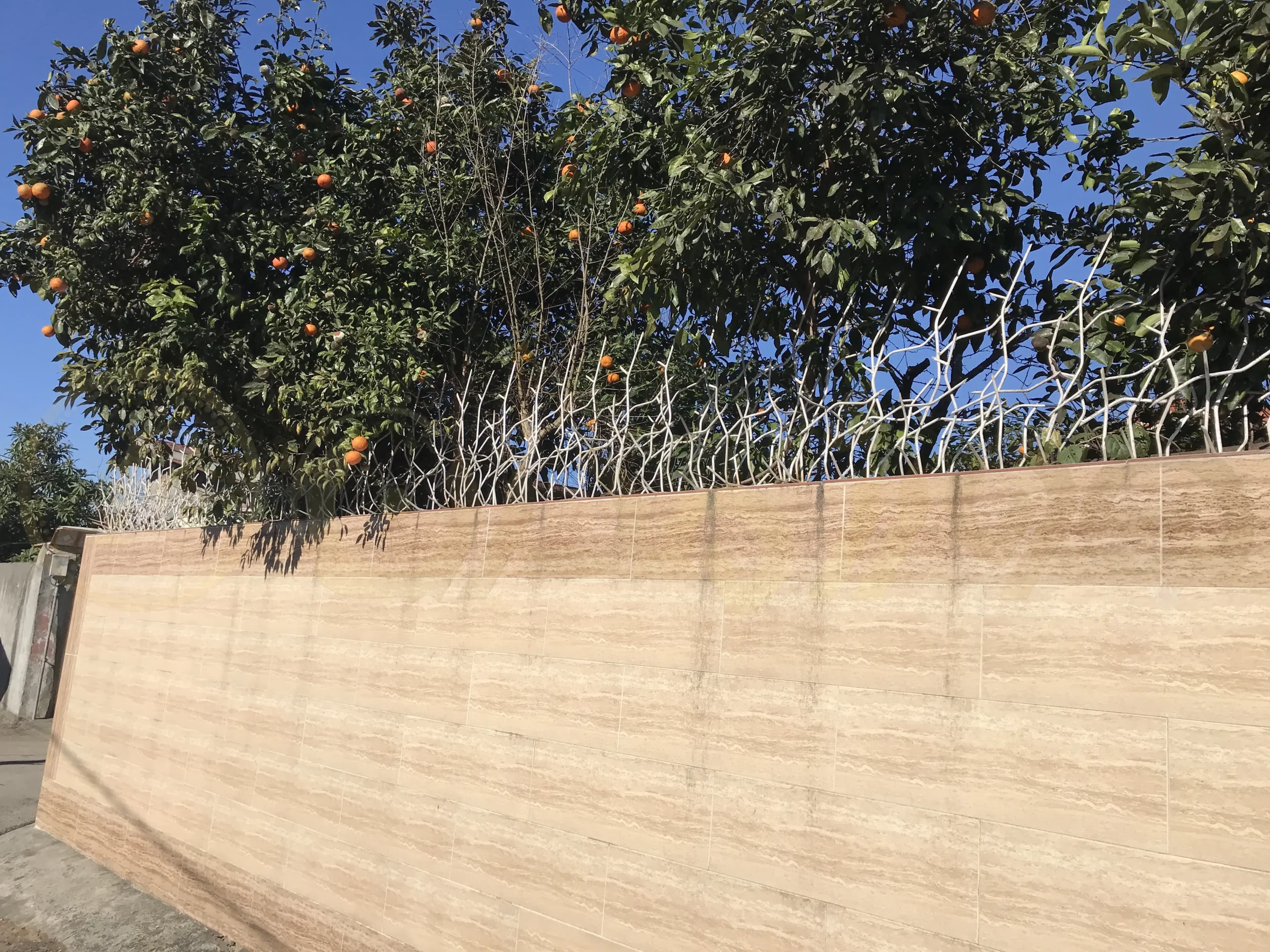 shakh-gavazni-NASBI-forgemodern