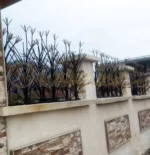 حفاظ لیلیوم تراکم 90 گل 100 سانت 1 متری 3 بوته سفید کوره ای